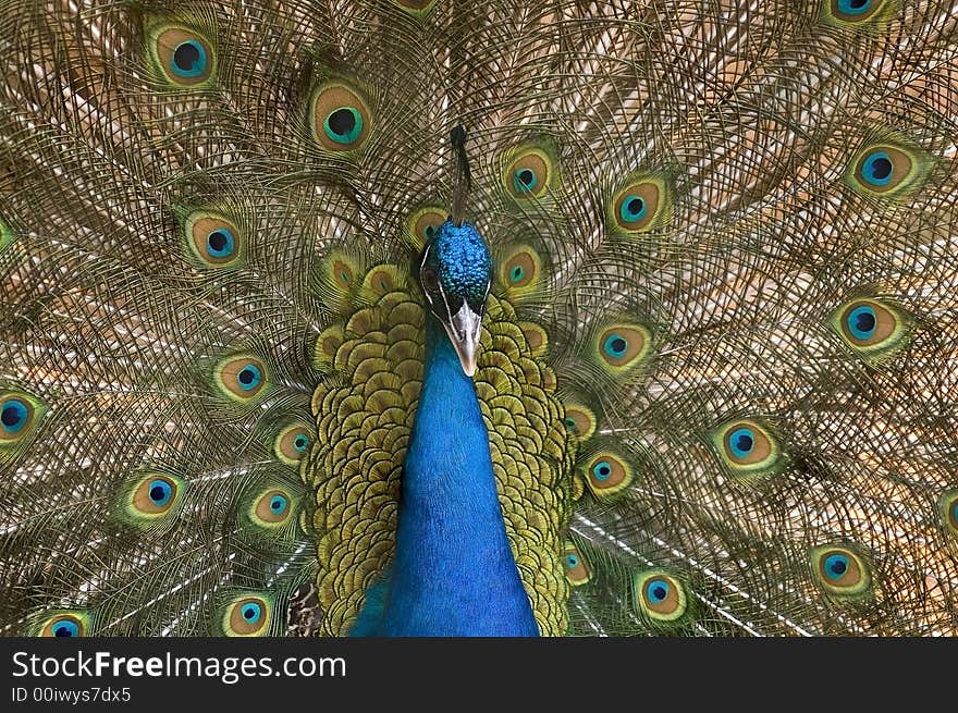 Peacock in marriage dance before girlfriend. Peacock in marriage dance before girlfriend