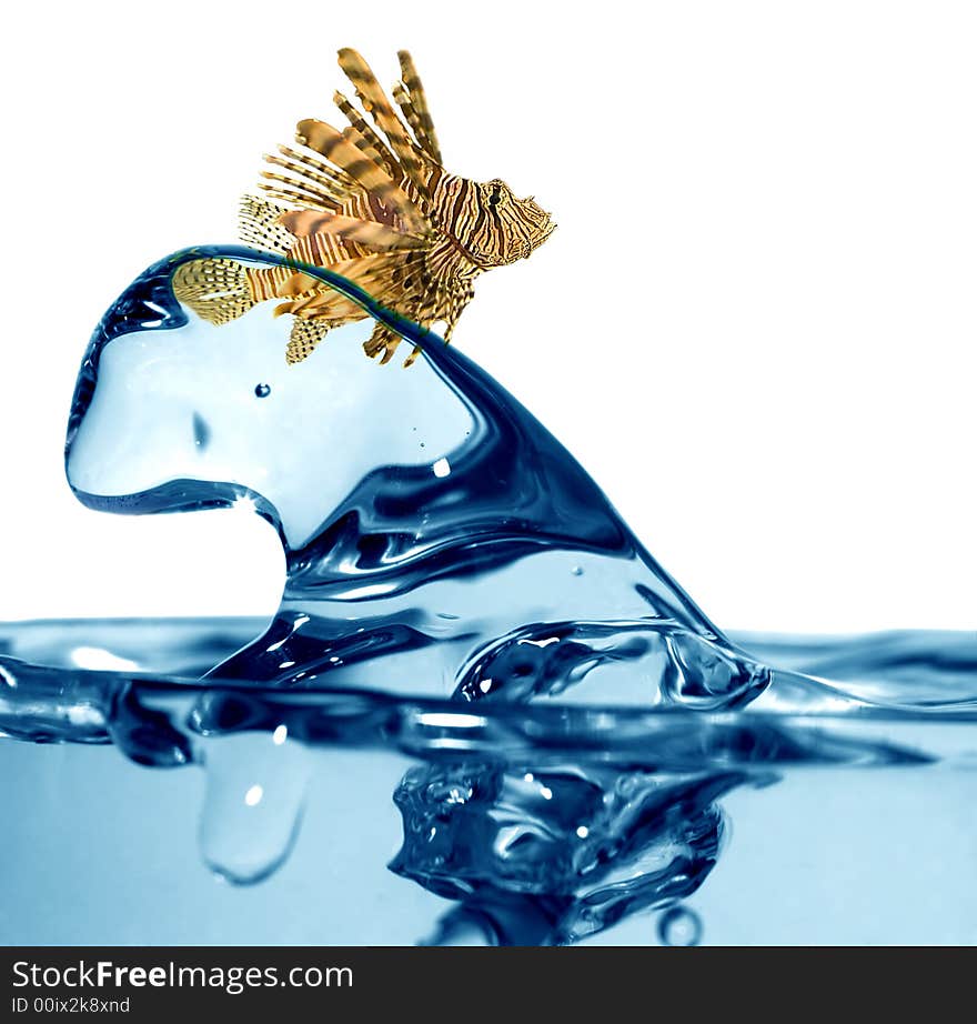 Funny fish is swimming on water wave. Funny fish is swimming on water wave