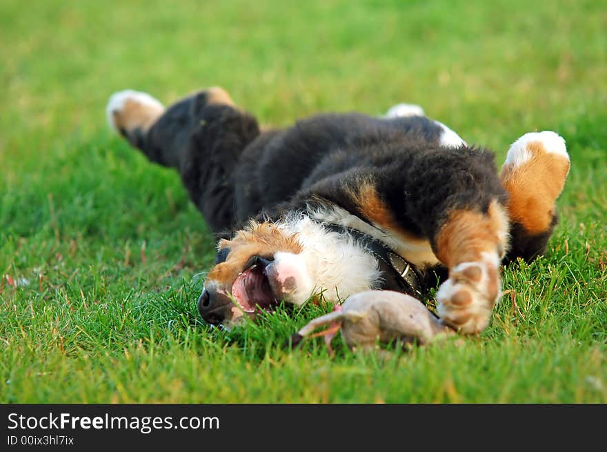 Portrait of puppy Bernese mountain dog playing on grass