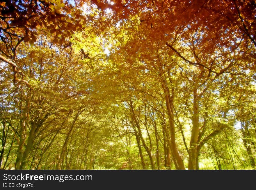 Colourful autumn forest soft background