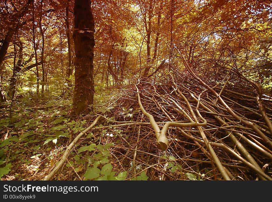 Autumn forest