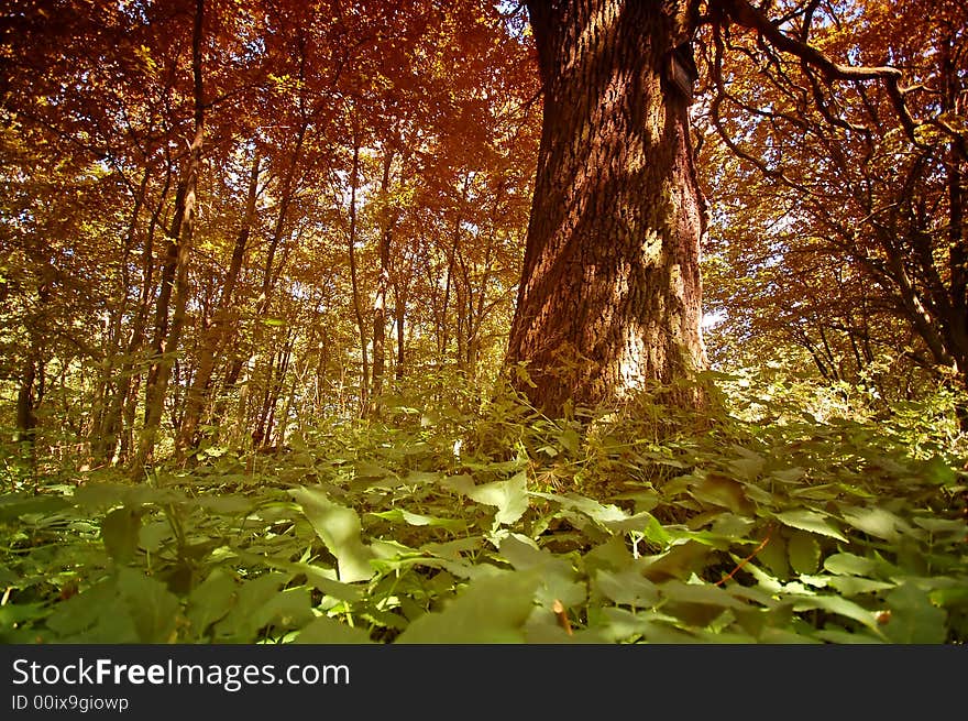 Autumn forest