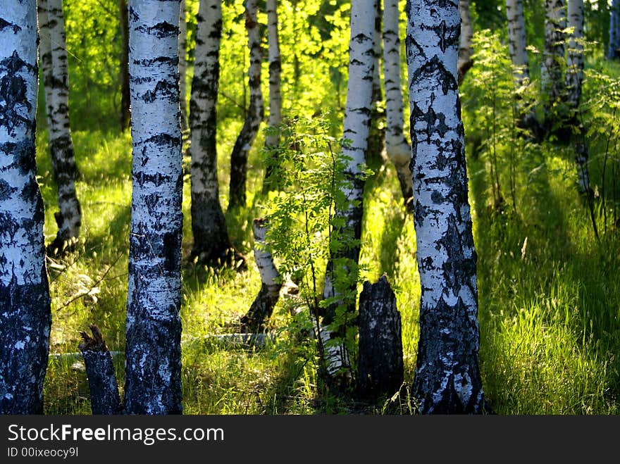 Birch forest in sunlight in the morning. Birch forest in sunlight in the morning