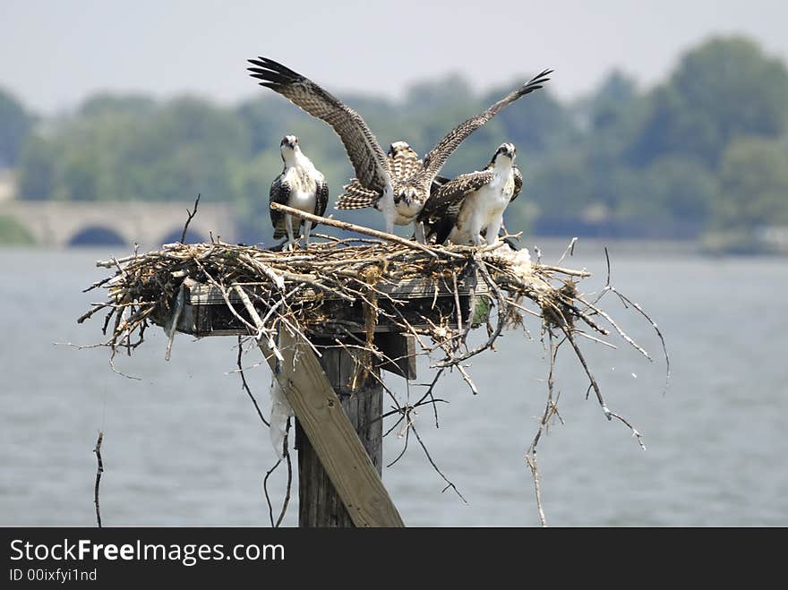 Osprey Coming In For A Landing