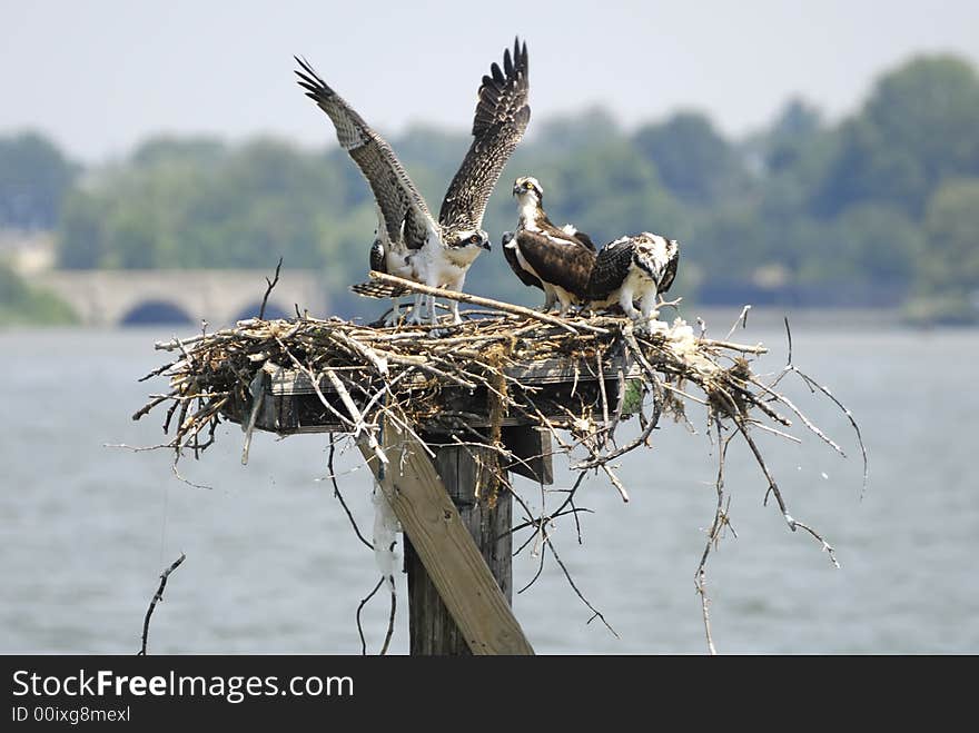 Osprey Coming In For A Landing