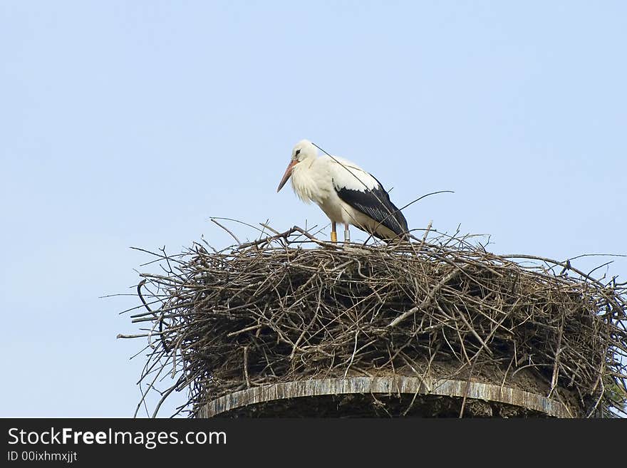 Stork and nest