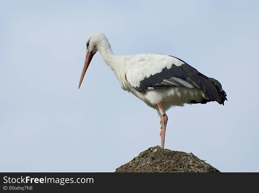 Stork and nest