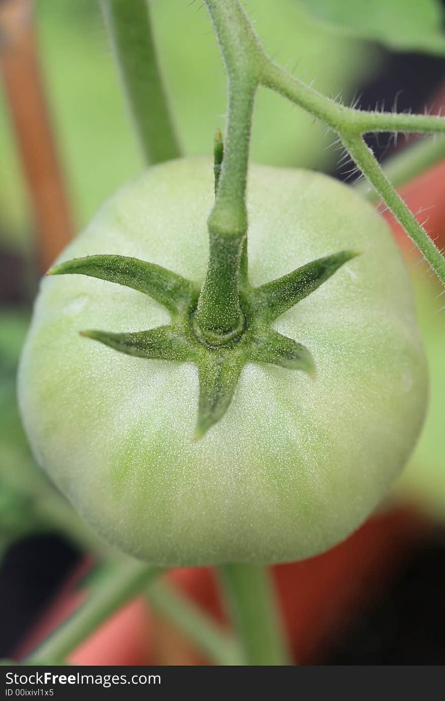 A green organic tomato growing on the vine. A green organic tomato growing on the vine