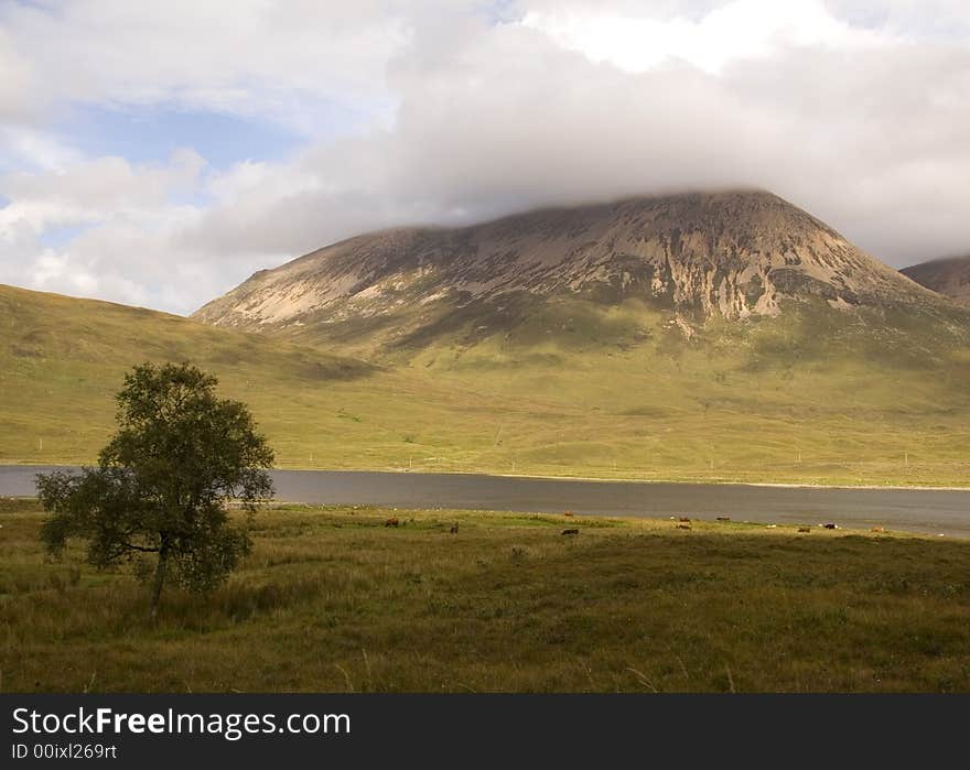 Lone tree in front of a yellow mountain on Skye, Scotland. Lone tree in front of a yellow mountain on Skye, Scotland