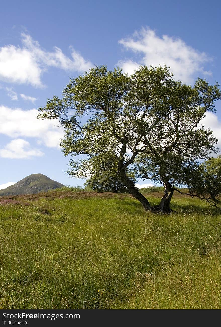 Tree in the highlands