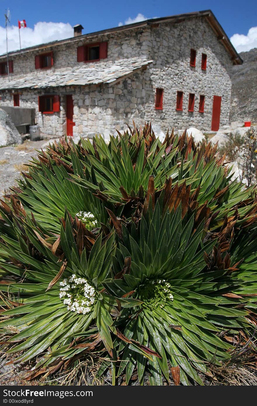 Stone house and houseleek