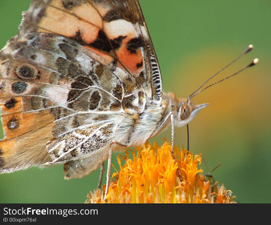 Painted Lady (Vanessa Cardui)