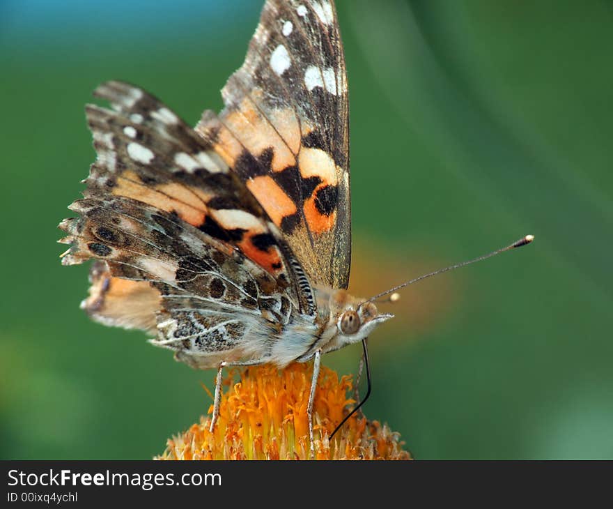 Painted Lady (Vanessa Cardui)