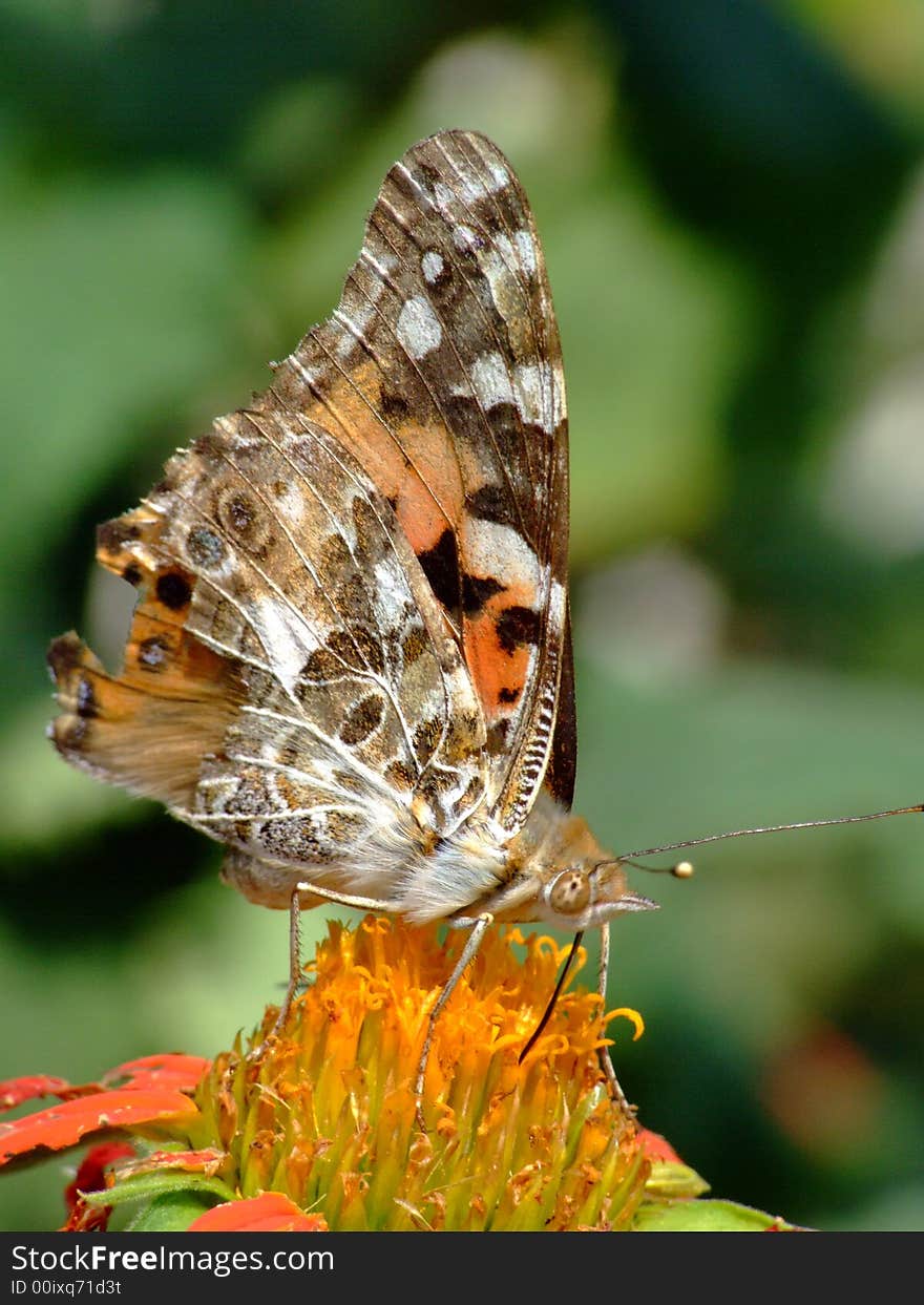 Painted Lady (Vanessa Cardui)