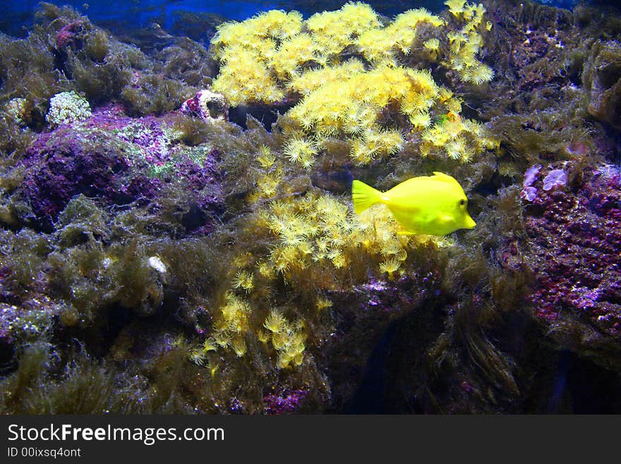 Beautiful yellow fish in an aquarium of at Monte Carlo, Monaco.