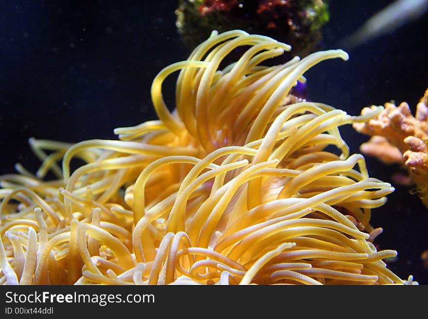 Beautiful coral in an aquarium of at Monte Carlo, Monaco.