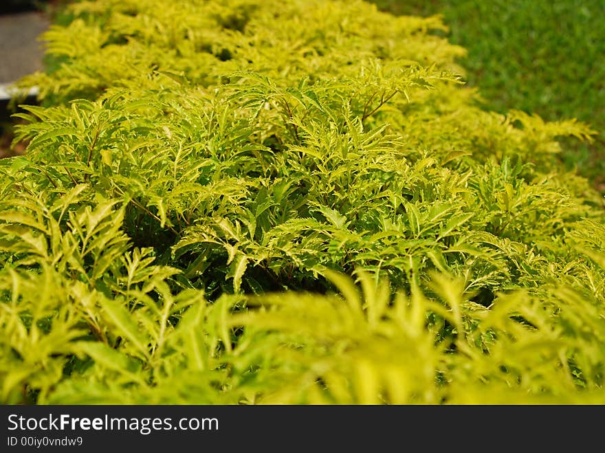 Green Plant Near The Road Side