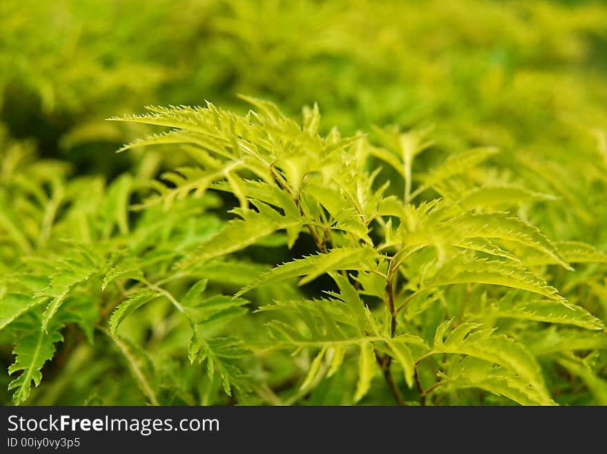 Green plant near the road side