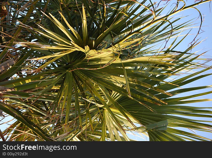 Close-up of a palm tree in the sun. Close-up of a palm tree in the sun