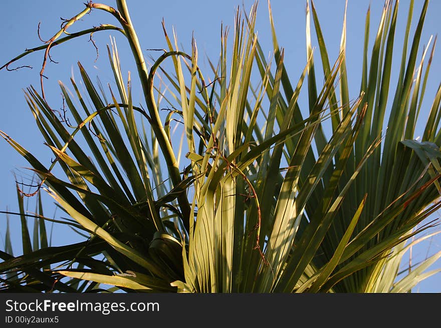 Close-up of a palm tree in the sun. Close-up of a palm tree in the sun