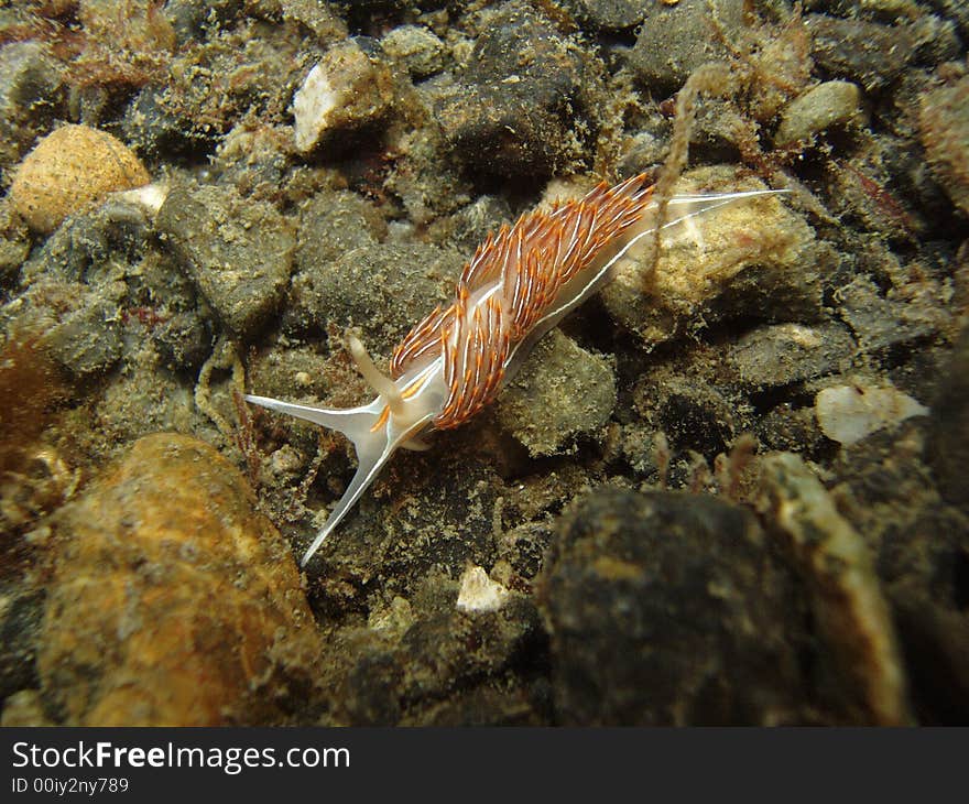 Closeup underwater photo of opalescent nudibranch on sea floor