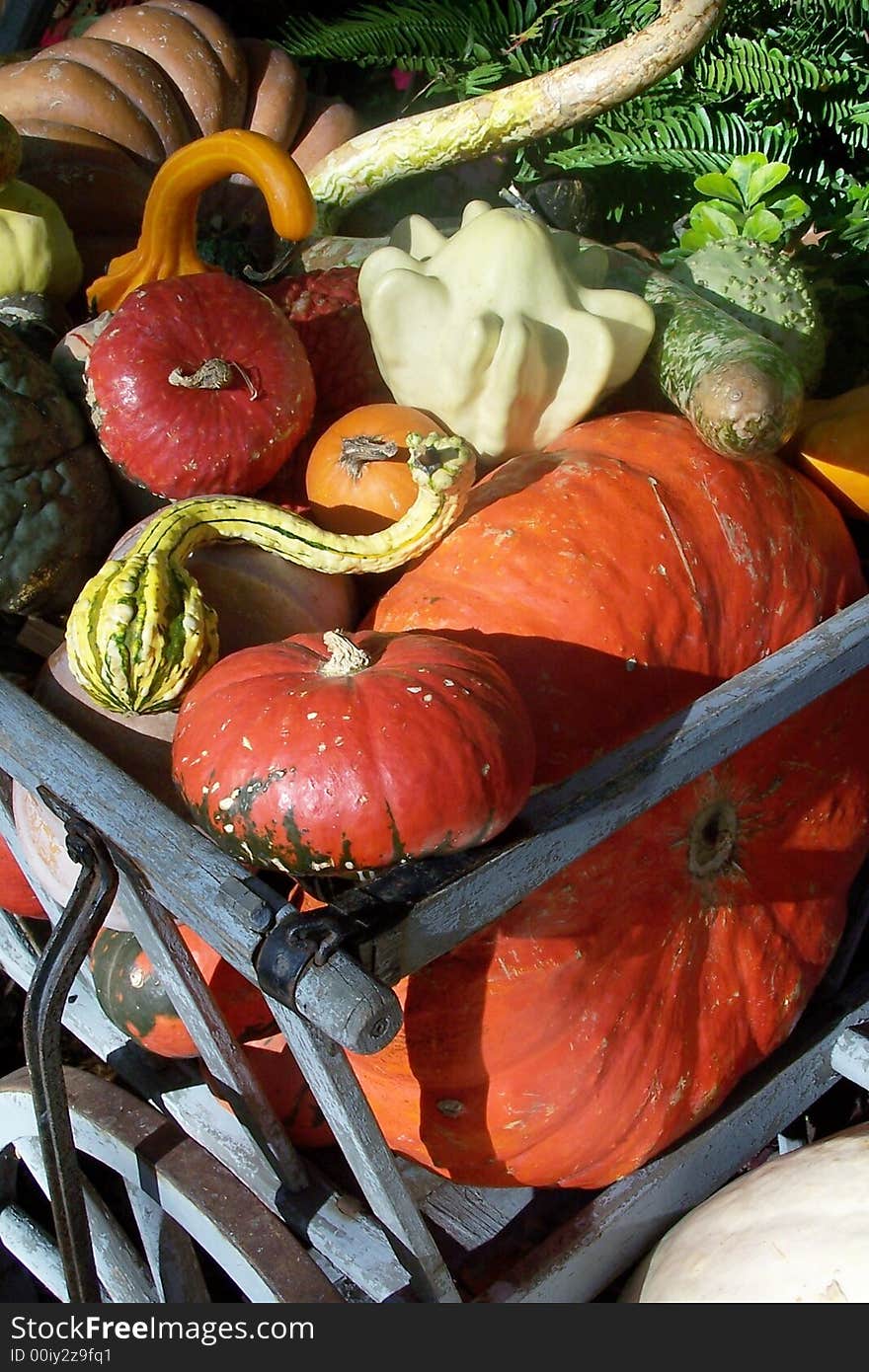 Autumn harvest of pumpkins and gourds in a wagon. Autumn harvest of pumpkins and gourds in a wagon