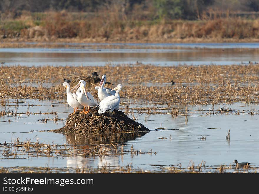 A group of American white pelicans gather on a mound in the wetland. A group of American white pelicans gather on a mound in the wetland.