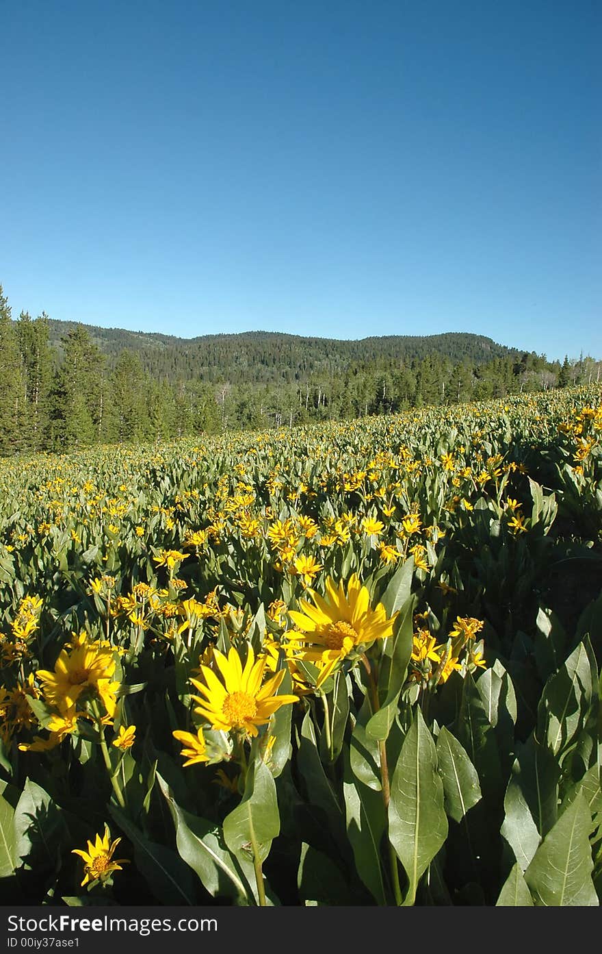 The hilly landscape is covered with bright yellow flowers. The hilly landscape is covered with bright yellow flowers.