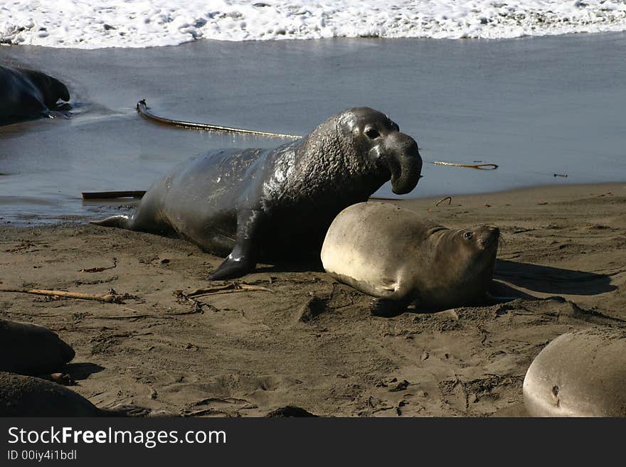 A Bull Elephant Seal prepares to mount a female elephant seal in San Simeon, California. A Bull Elephant Seal prepares to mount a female elephant seal in San Simeon, California.