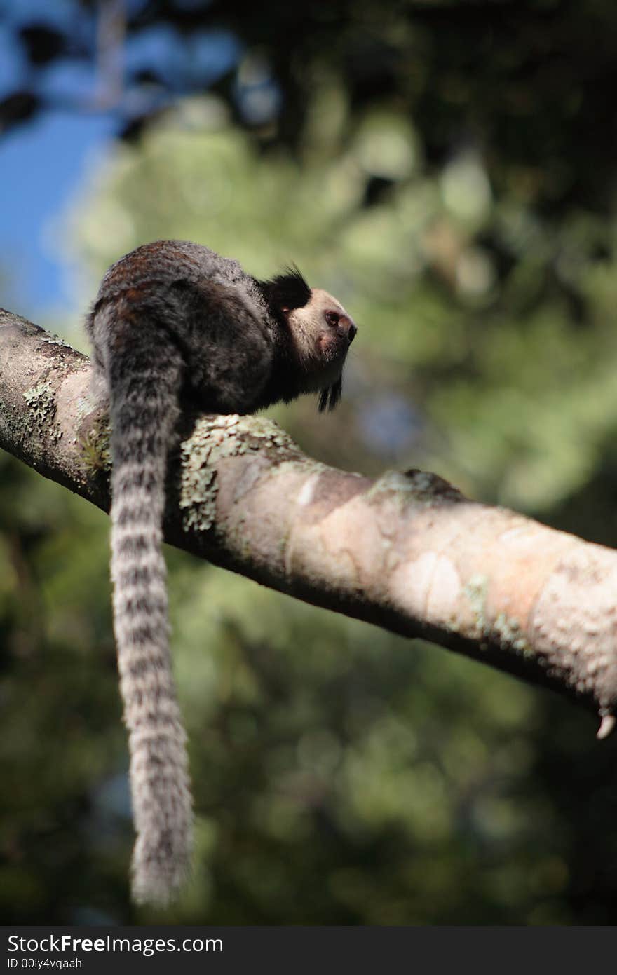 Tamarins (vertical)