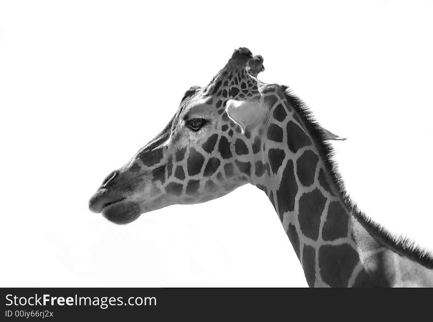 A black and white portrait of a giraffe.