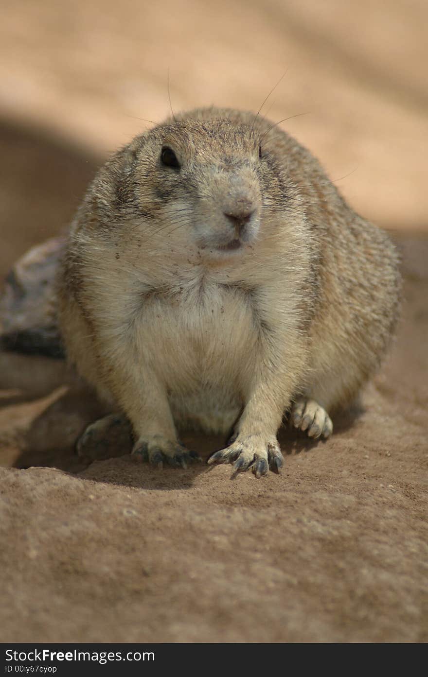 Prairie Dog