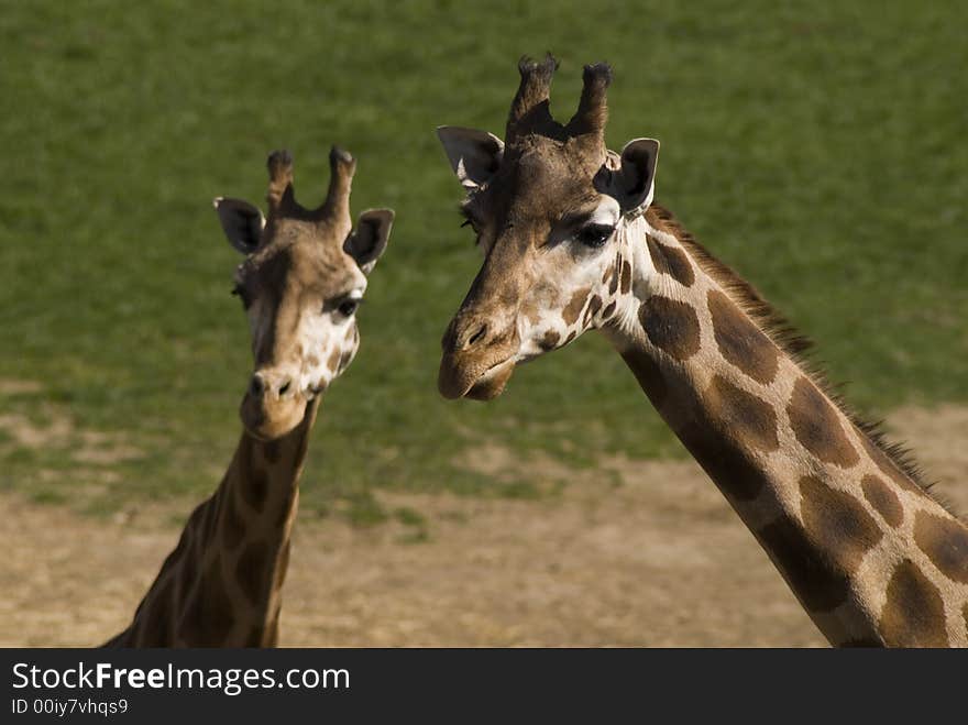 Giraffe with child on the grass field