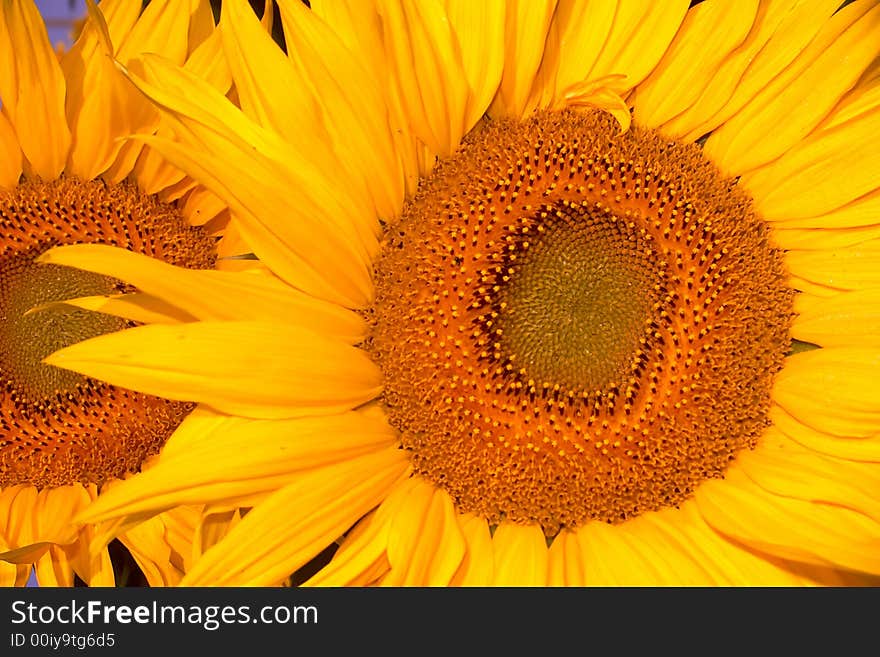 An image of yellow sunflowers close-up. An image of yellow sunflowers close-up