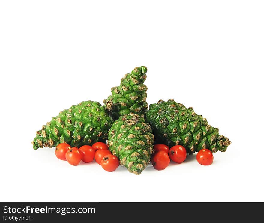 Forest nature composition:  four green pine cones and friuts rowan on wite background. Forest nature composition:  four green pine cones and friuts rowan on wite background