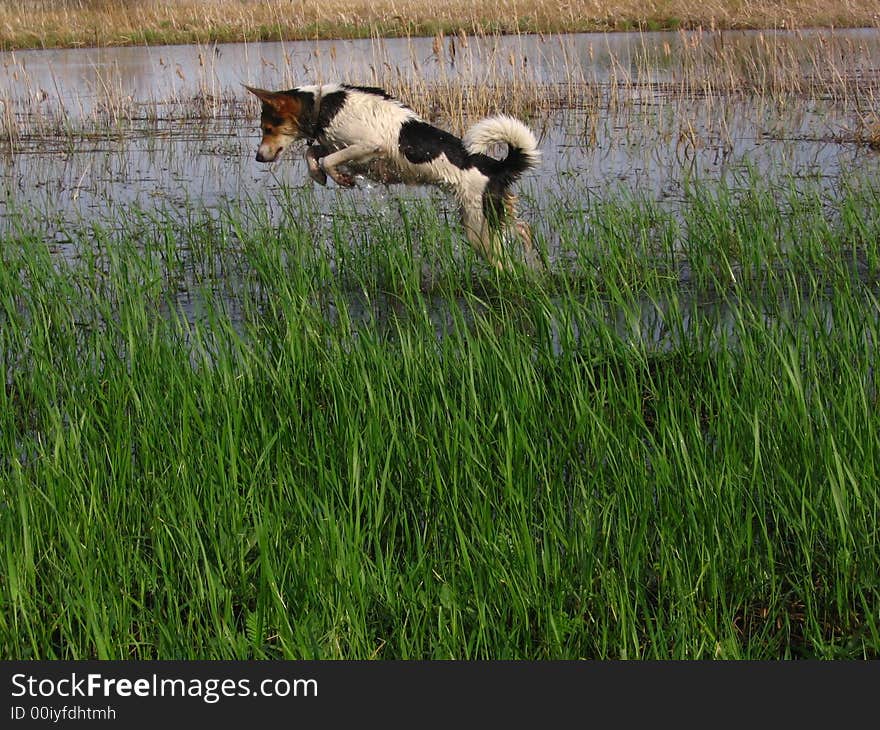 Dog searches for stick in water. Dog searches for stick in water