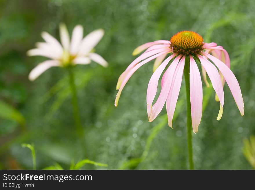 Two camomiles with shallow depth of field on green background, sharp some petals.