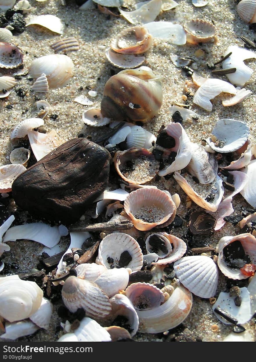 Sea shells on sea in sun