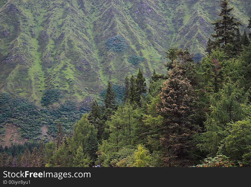 Forested mountainside in the Huanglong Scenic Area, China.