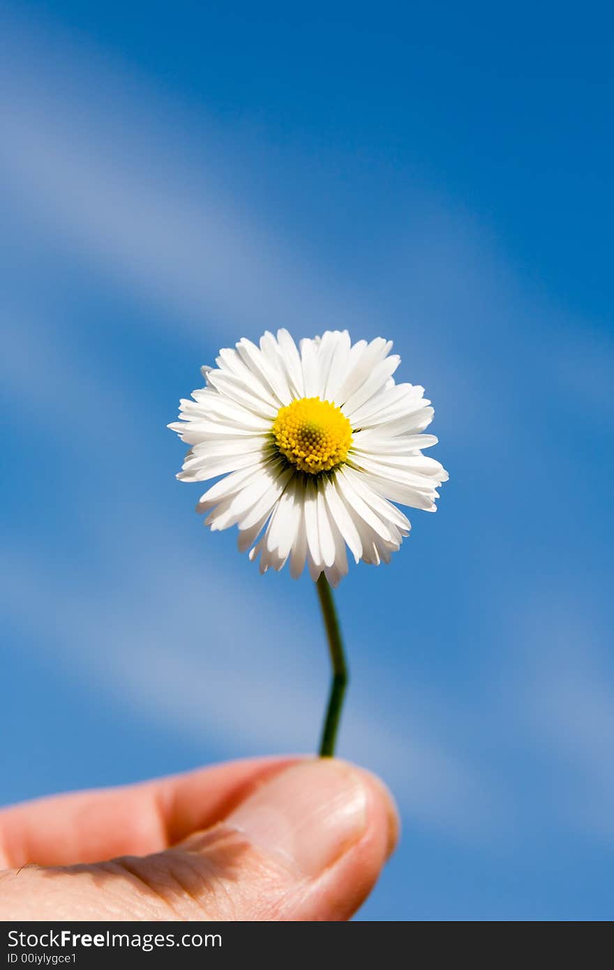 Camomile, ox-eye daisy , yellow, white, flower