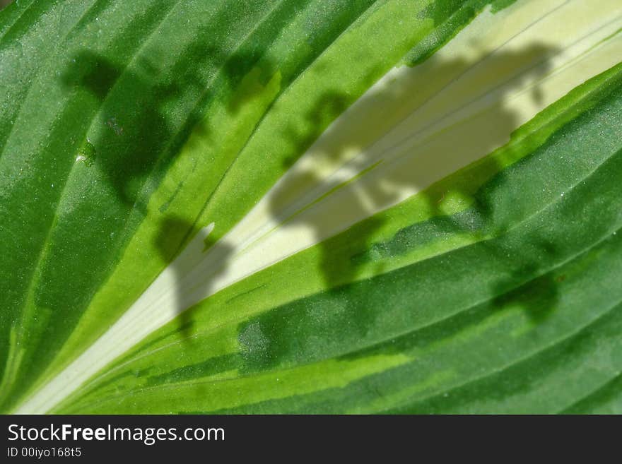 Hosta leaf with world map. Hosta leaf with world map