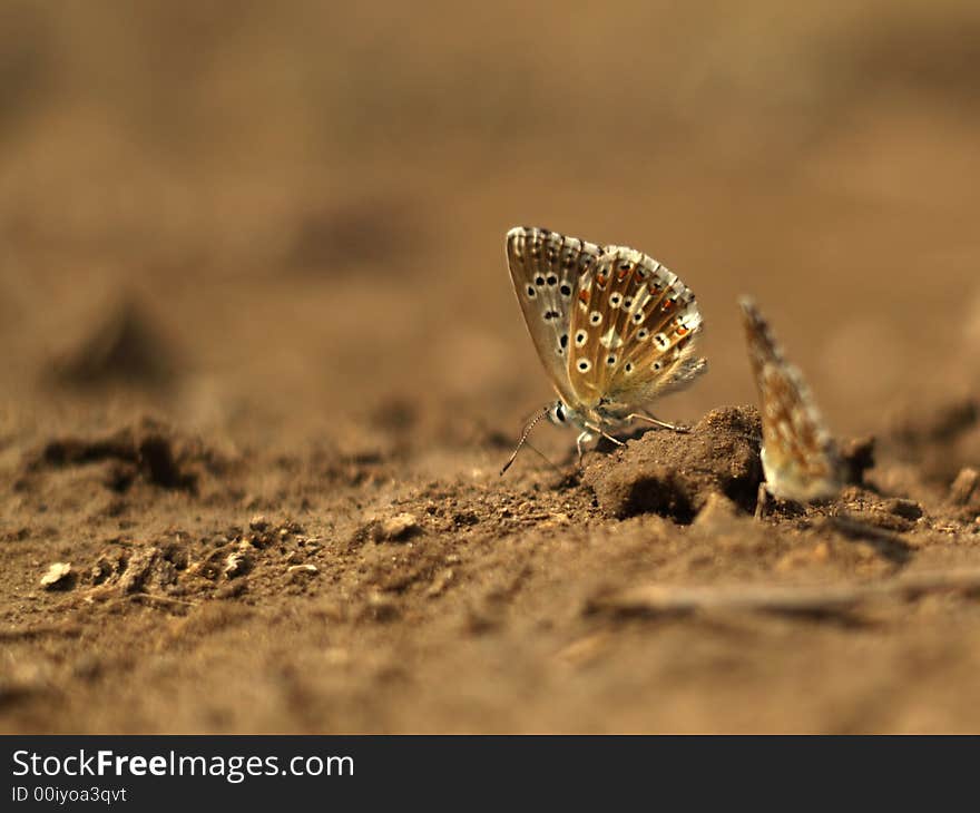 Butterfly At Kamenyi Brod