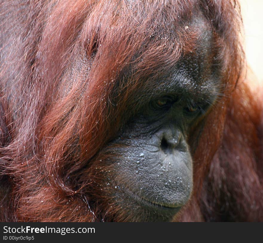 Orangutan in bad mood