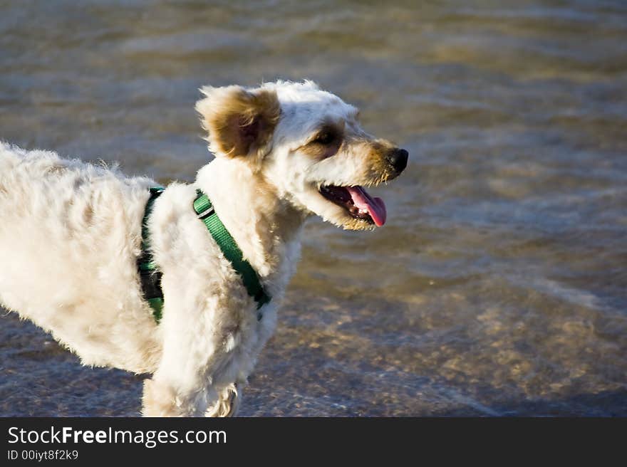 Happy dog