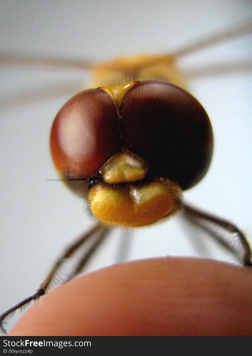 Dragonfly choose to landing on top of finger