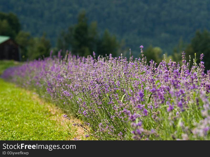 Lavender Field