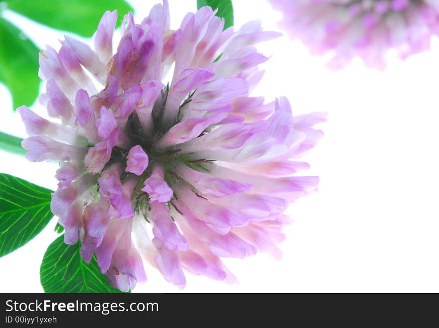 Close up wild flower on light box