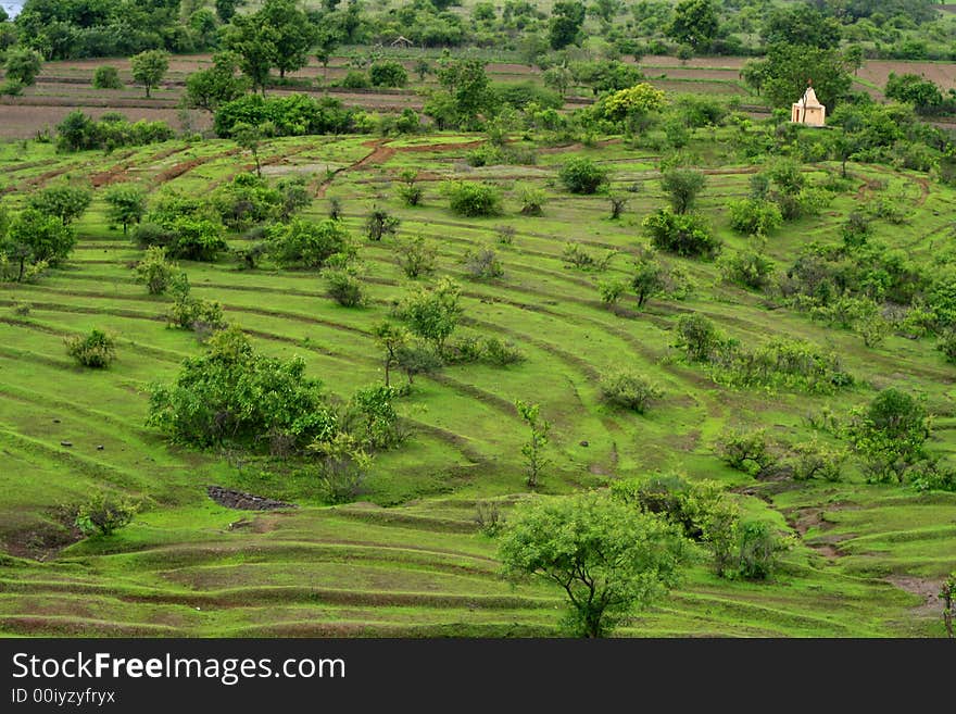 Green pattern of the field and a small temple. Green pattern of the field and a small temple.