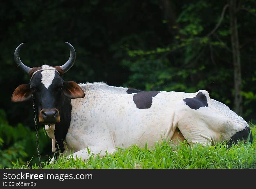 Chained cow