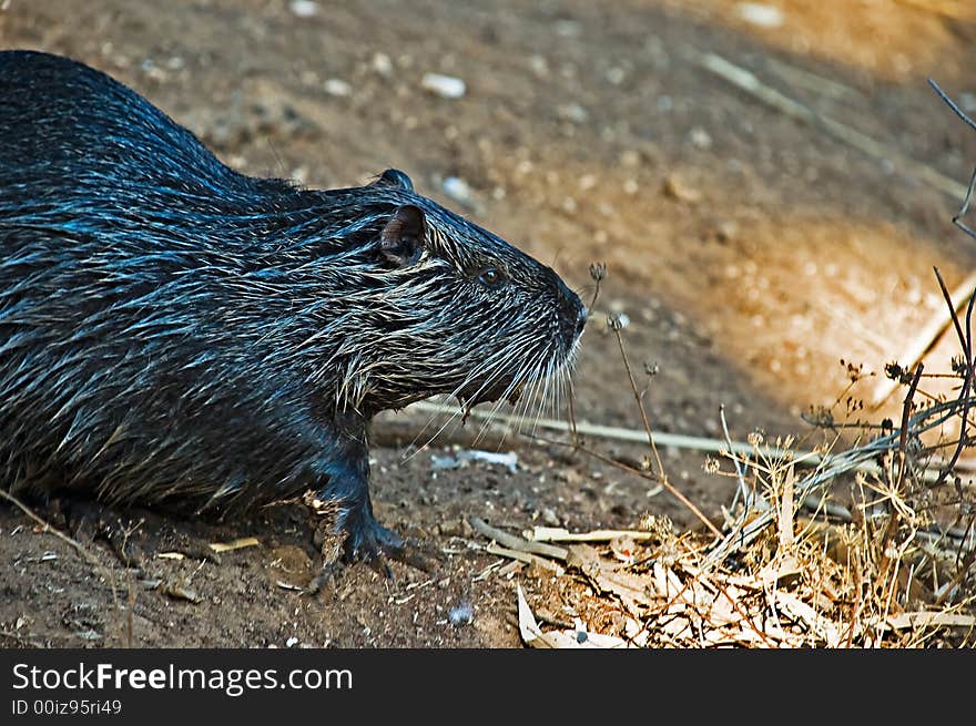 Myocastor coypus